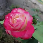 La Picota