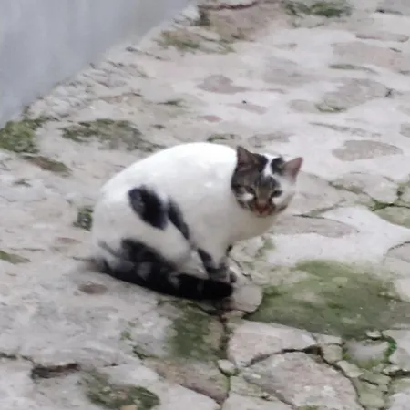 La Picota